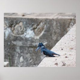 Póster Gigante Kingfisher al borde