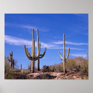Póster Gigante multiarmado Cactus Saguaro, Saguaro