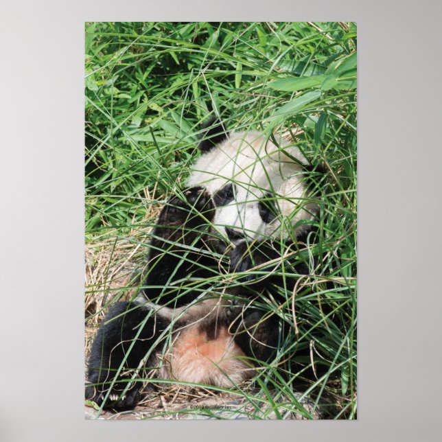Póster Gigante Panda Escondiéndose En La Hierba (Frente)