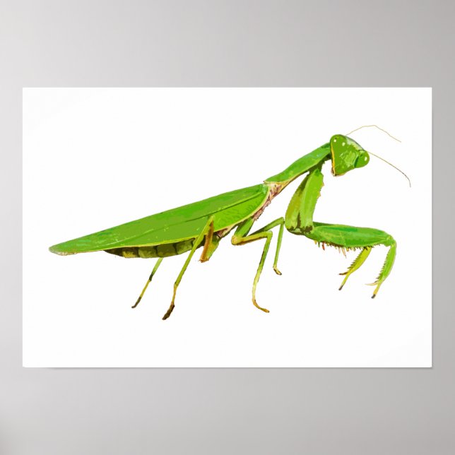 Póster Gigante Poster de Mantis de Oración Verde (Frente)