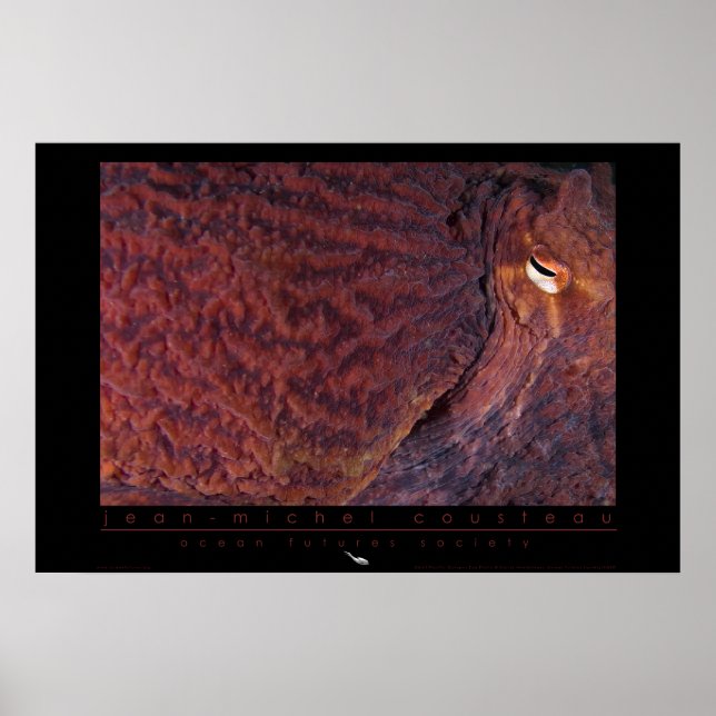 Póster Gigante Poster de Octopus del Pacífico (Frente)