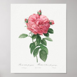 Póster Gigante rosa francés Rosa Floral Vintage