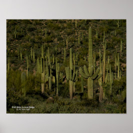 Póster Gigante Saguaro Cactus Bosque Sonoran Desierto Ari