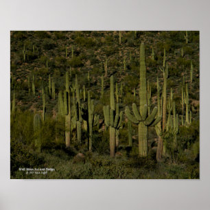 Póster Gigante Saguaro Cactus Bosque Sonoran Desierto Ari