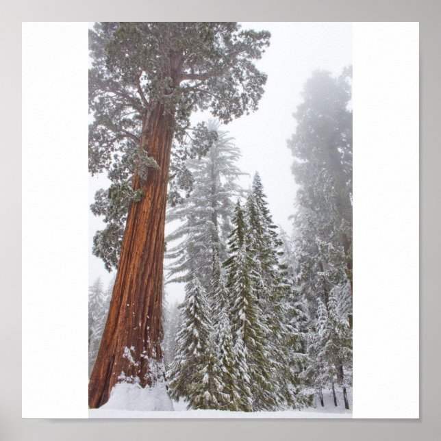 Póster Gigantes II (Frente)