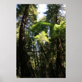Póster "Gigantes inclinados", Muir Woods