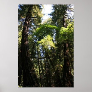 Póster "Gigantes inclinados", Muir Woods