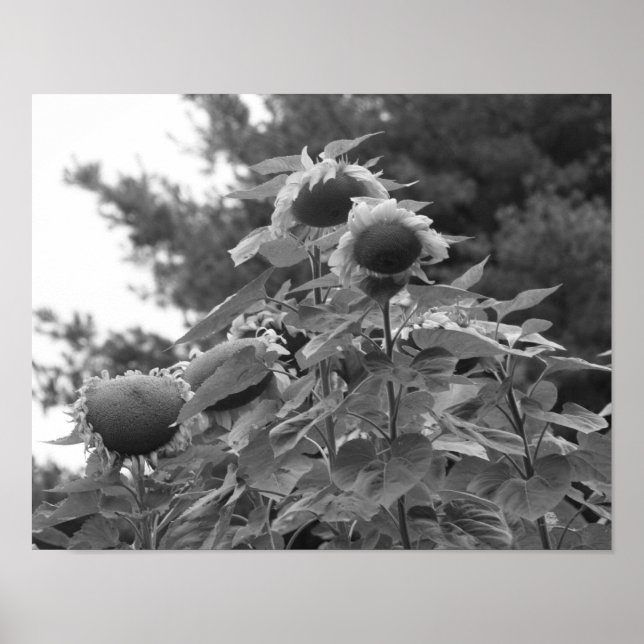 Póster Gigantes Sunflower Floral Negro Y Blanco (Frente)