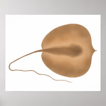Gigantesco Stingray