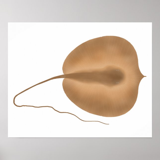 Póster Gigantesco Stingray (Frente)