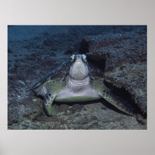 Póster Gili Green Turtle