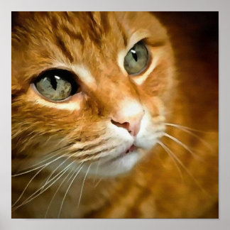 Póster Ginger Adorable Tabby Gato Posando Retrato Mascota