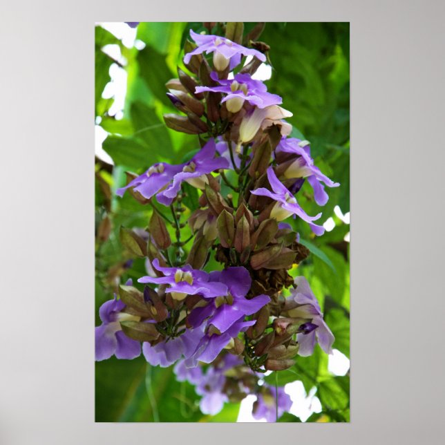 Póster Ginger azul (Frente)