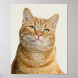 Póster Ginger cat ojos verdes