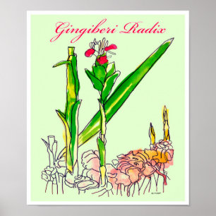 Póster Ginger Root Watercolor