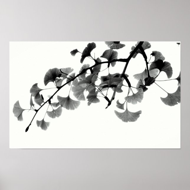 Póster Gingko Biloba Foliage in Black and White (Frente)