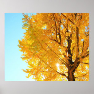 Póster Gingko Tree, Nagano Prefecture, Japan