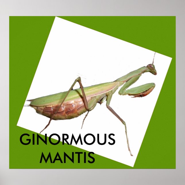 PÓSTER GINORMOUS MANTIS (Frente)