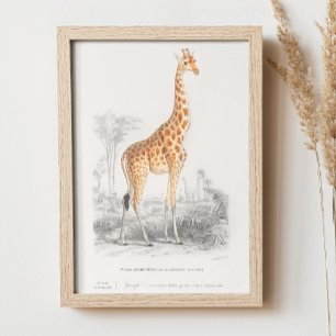 Póster Girafa de época. Ilustracion zoológico animal retr