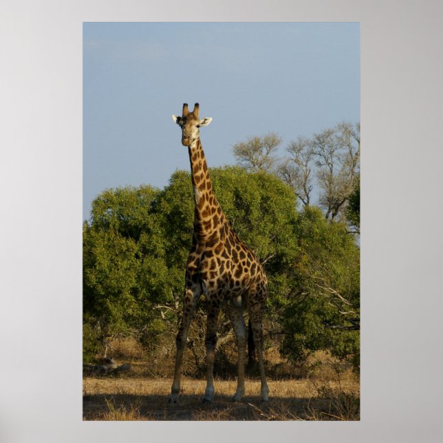 Póster Girafa de Sudáfrica (Frente)