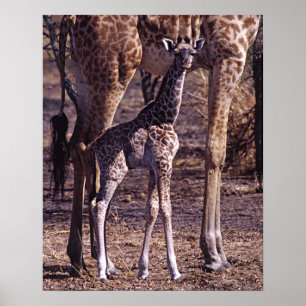 Póster Girafa y madre del bebé, Tanzania