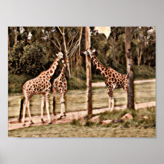 Póster Girafas