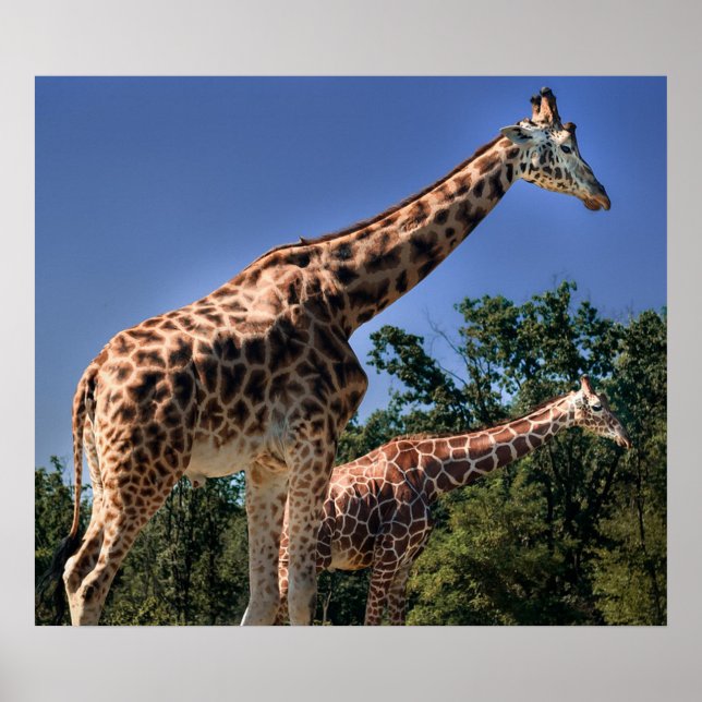 Póster Girafas (Frente)