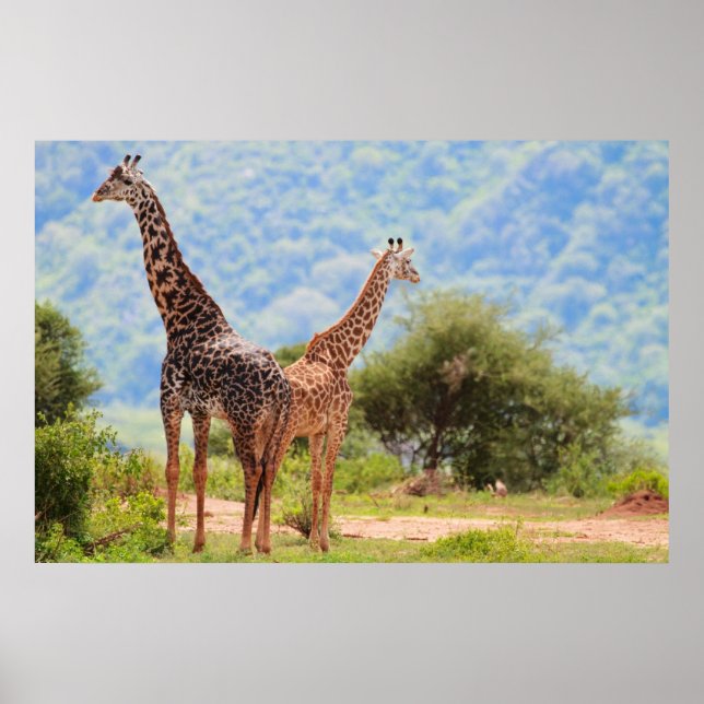 Póster Girafas (Frente)