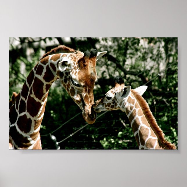 Póster Girafas (Frente)