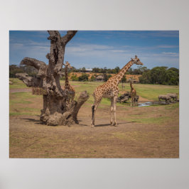 Póster Girafas de vida salvaje y rinocerontes Safari en l