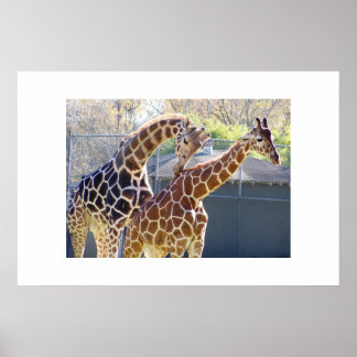 Póster Girafas enamoradas