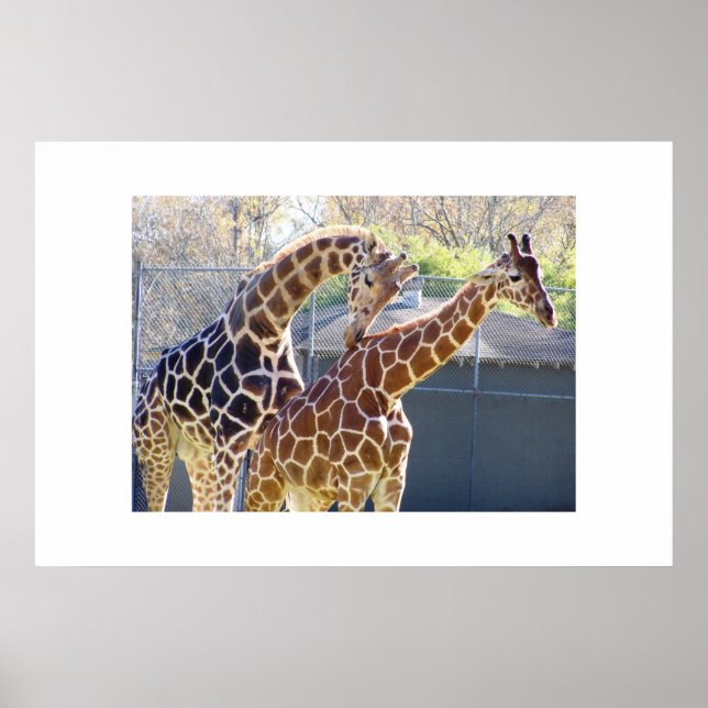 Póster Girafas enamoradas (Frente)