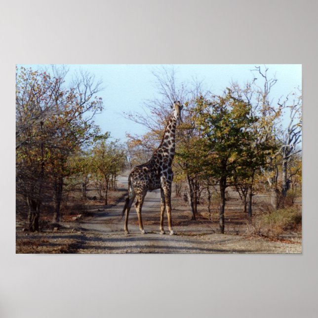Póster Giraffe (Frente)