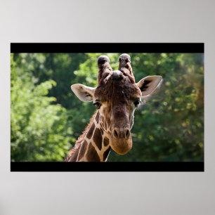Póster Giraffe