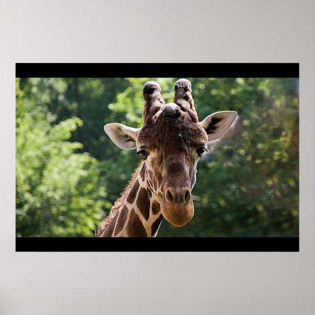 Póster Giraffe (Frente)