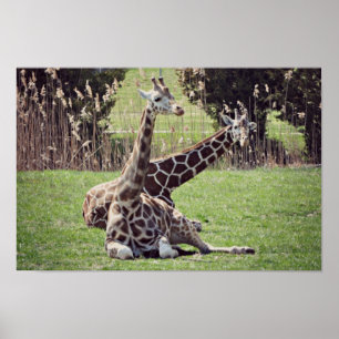 Póster Giraffe