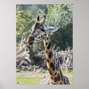 Póster Giraffe