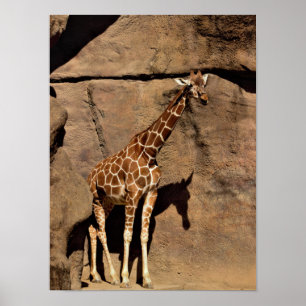 Póster Giraffe