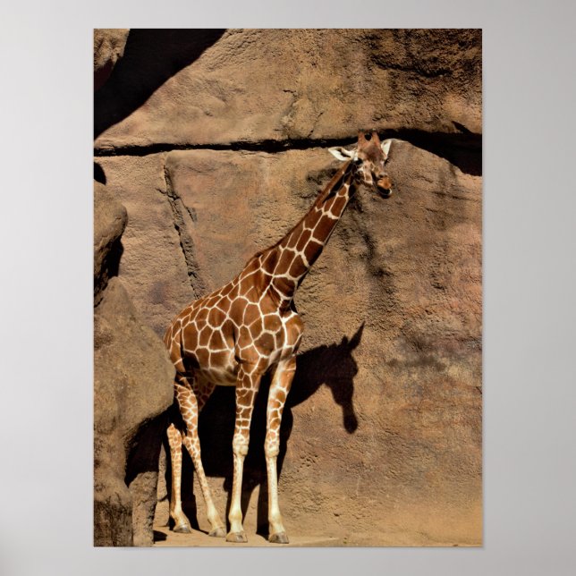 Póster Giraffe (Frente)