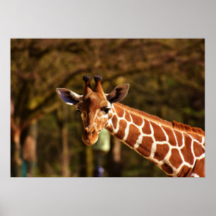 Póster Giraffe