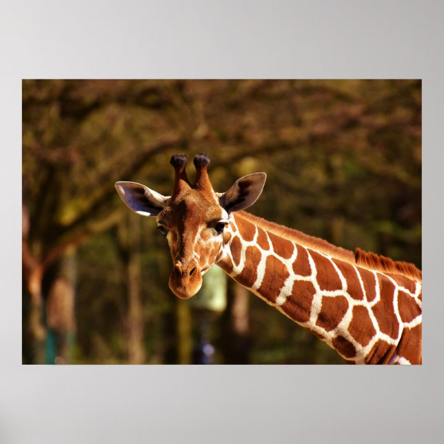 Póster Giraffe (Frente)