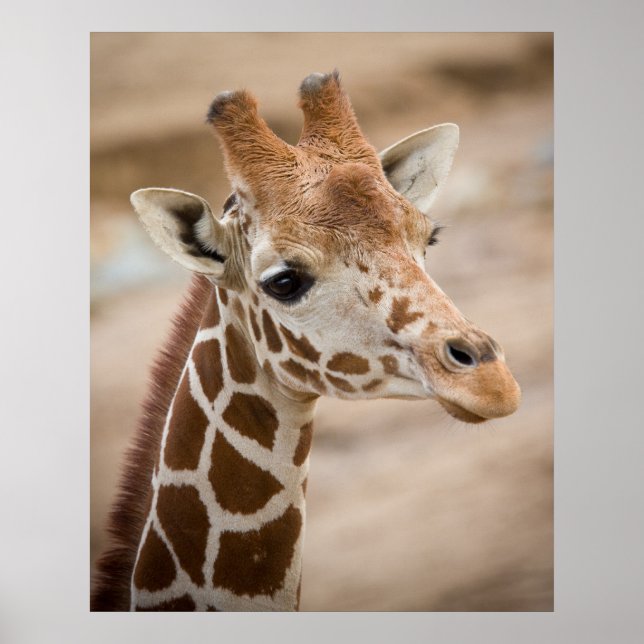Póster Giraffe (Frente)