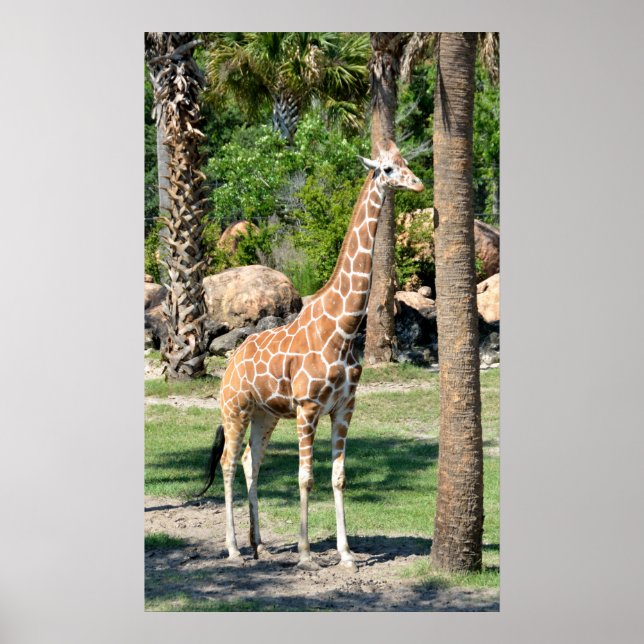 Póster Giraffe (Frente)