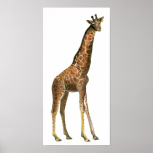 Póster Giraffe