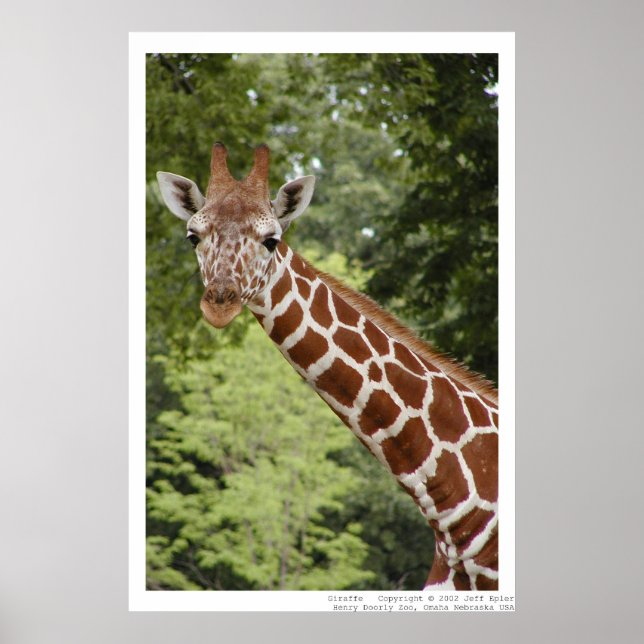 Póster Giraffe (Frente)