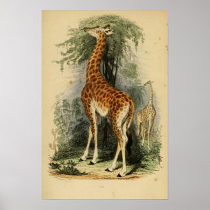Póster Giraffe (1849)