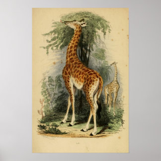 Póster Giraffe (1849)