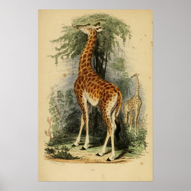 Póster Giraffe (1849) (Frente)