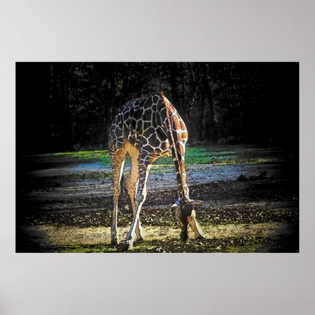 Póster Giraffe 2 (Frente)