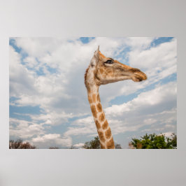 Póster Giraffe arriba
